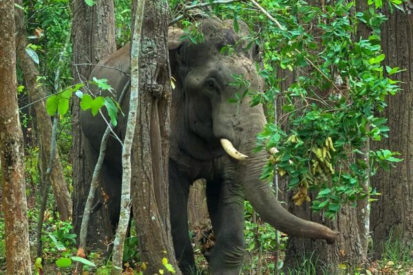 Bardiya Jungle Safari