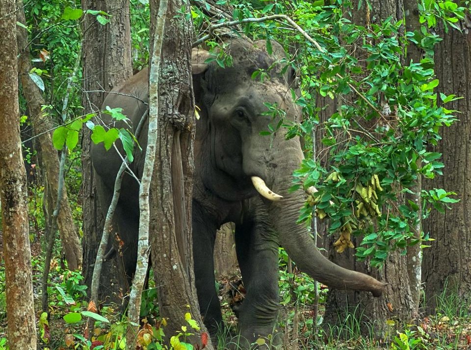 Bardiya Jungle Safari