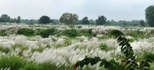 Parsa Wildlife Reserve was established in 1984 and is extended over sections of Chitwan, Makawanpur, Parsa and Bara districts of south central Nepal.