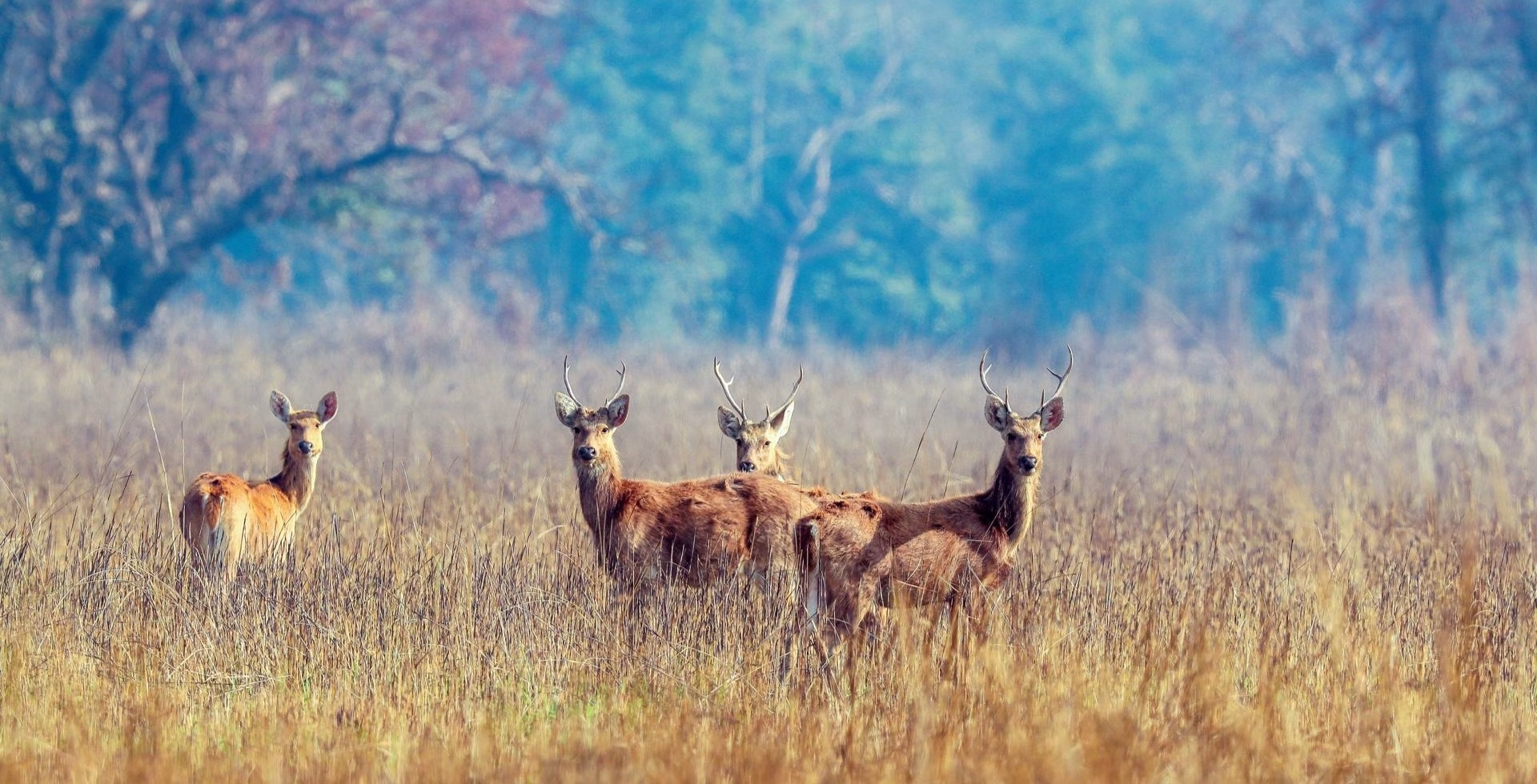 Shuklaphanta Jungle Safari: