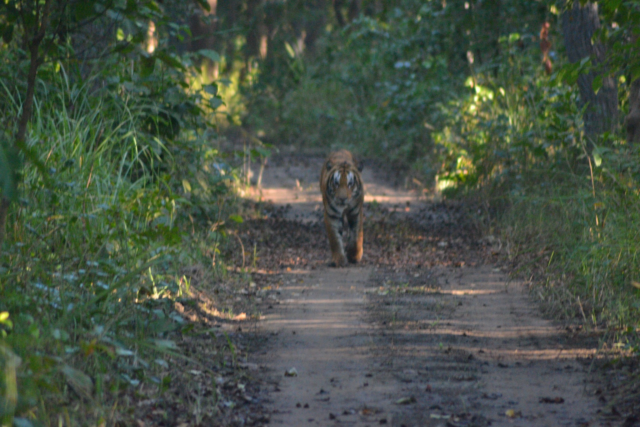 Bardiya Jungle Safari
