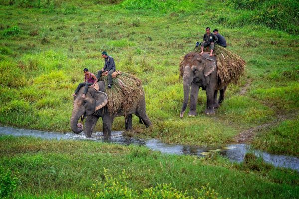 chitwan